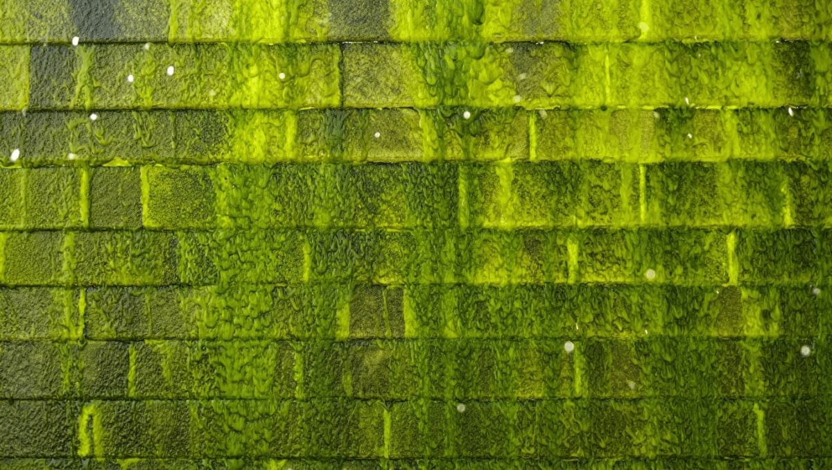 Comment supprimer les traces vertes sur un mur extérieur