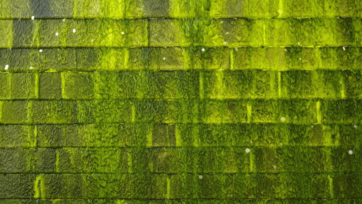 Comment supprimer les traces vertes sur un mur extérieur