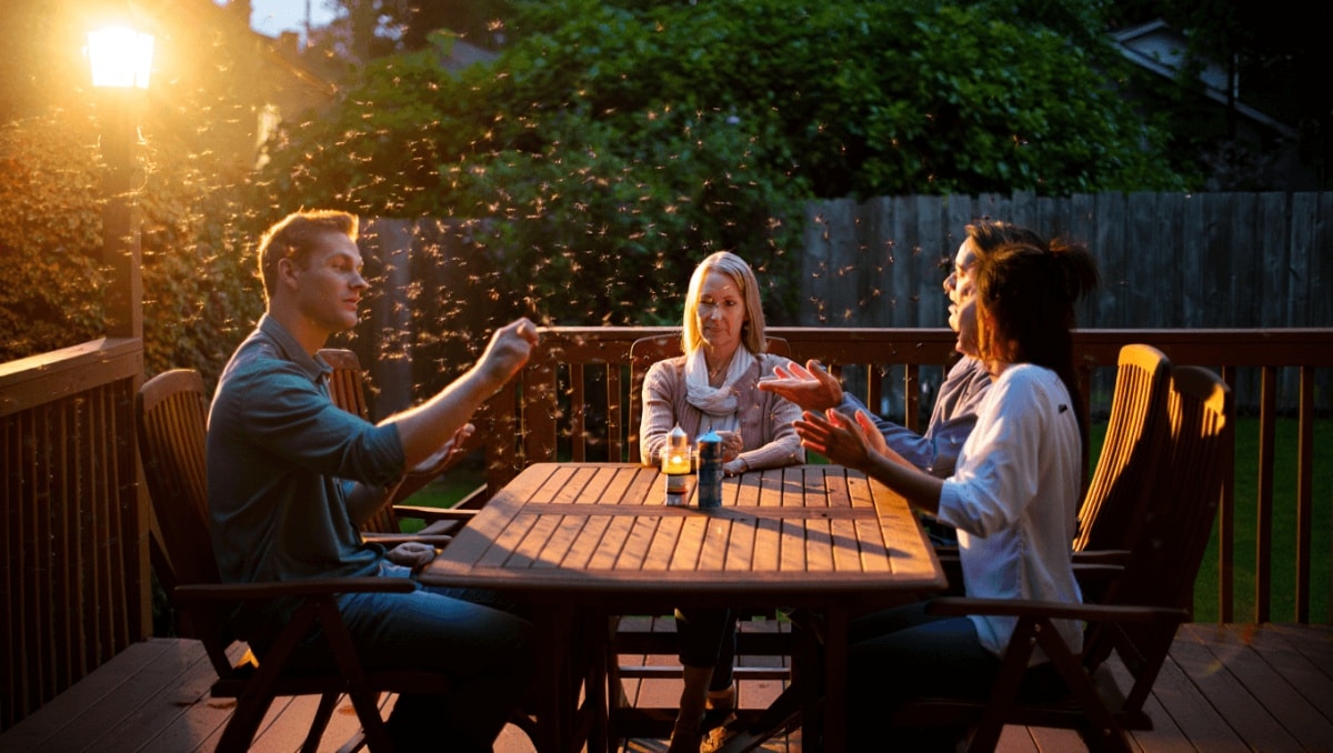 Pourquoi les moustiques semblent préférer certaines terrasses