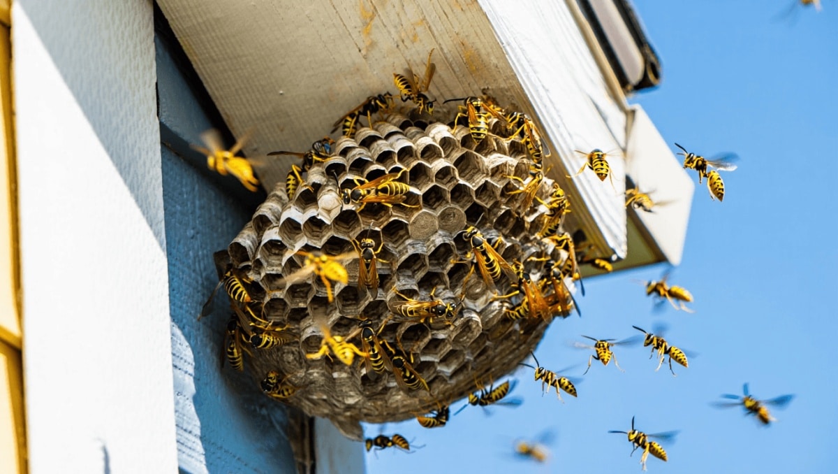 Pourquoi les nids de guêpes apparaissent toujours aux mêmes endroits