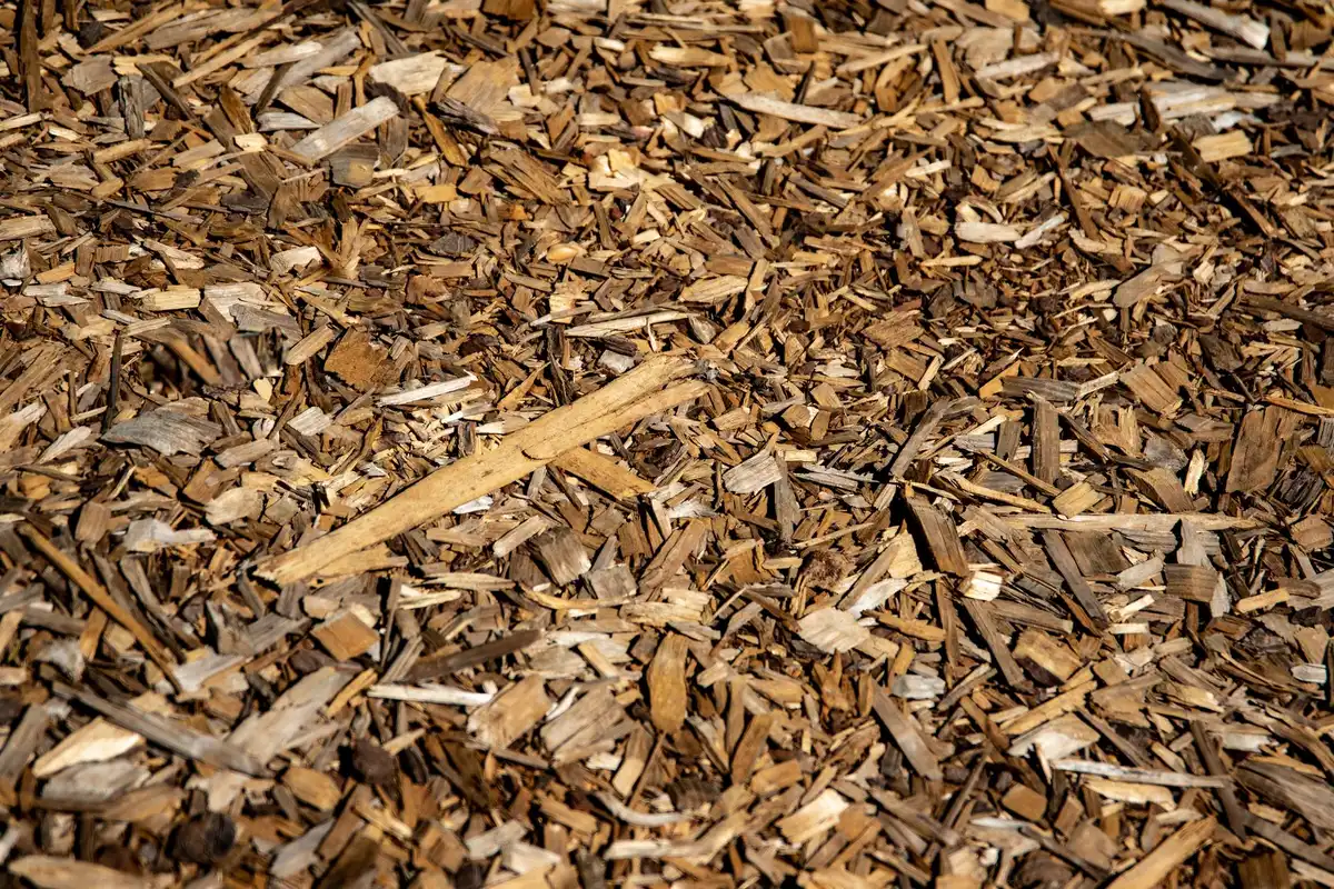 Paillage autour de plantes au potager pour limiter l'&eacute;vaporation