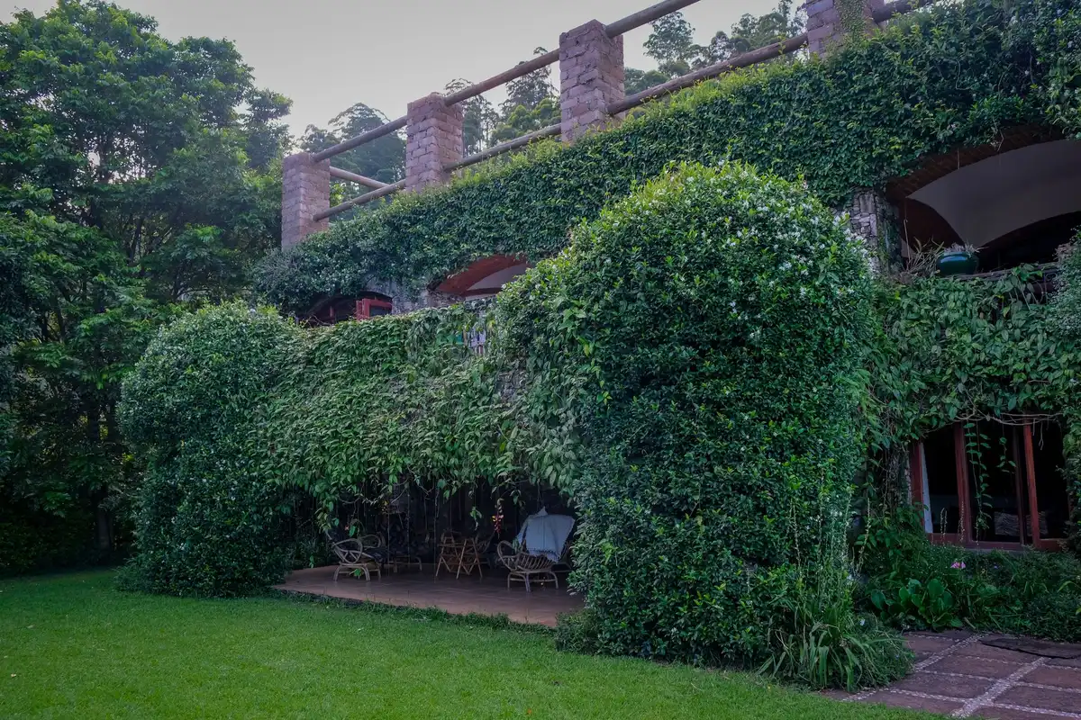 Terrasse végétalisée avec plantes grimpantes créant une ombre naturelle