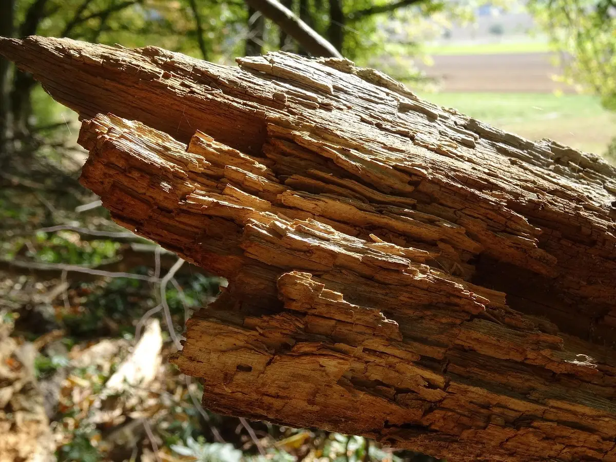 Détail d'un bas de porte en bois abîmé par l'humidité