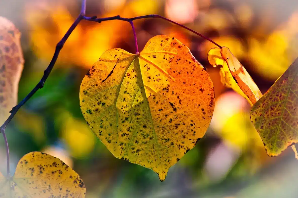 Feuilles jaunes avec nervures vertes montrant une carence en nutriments