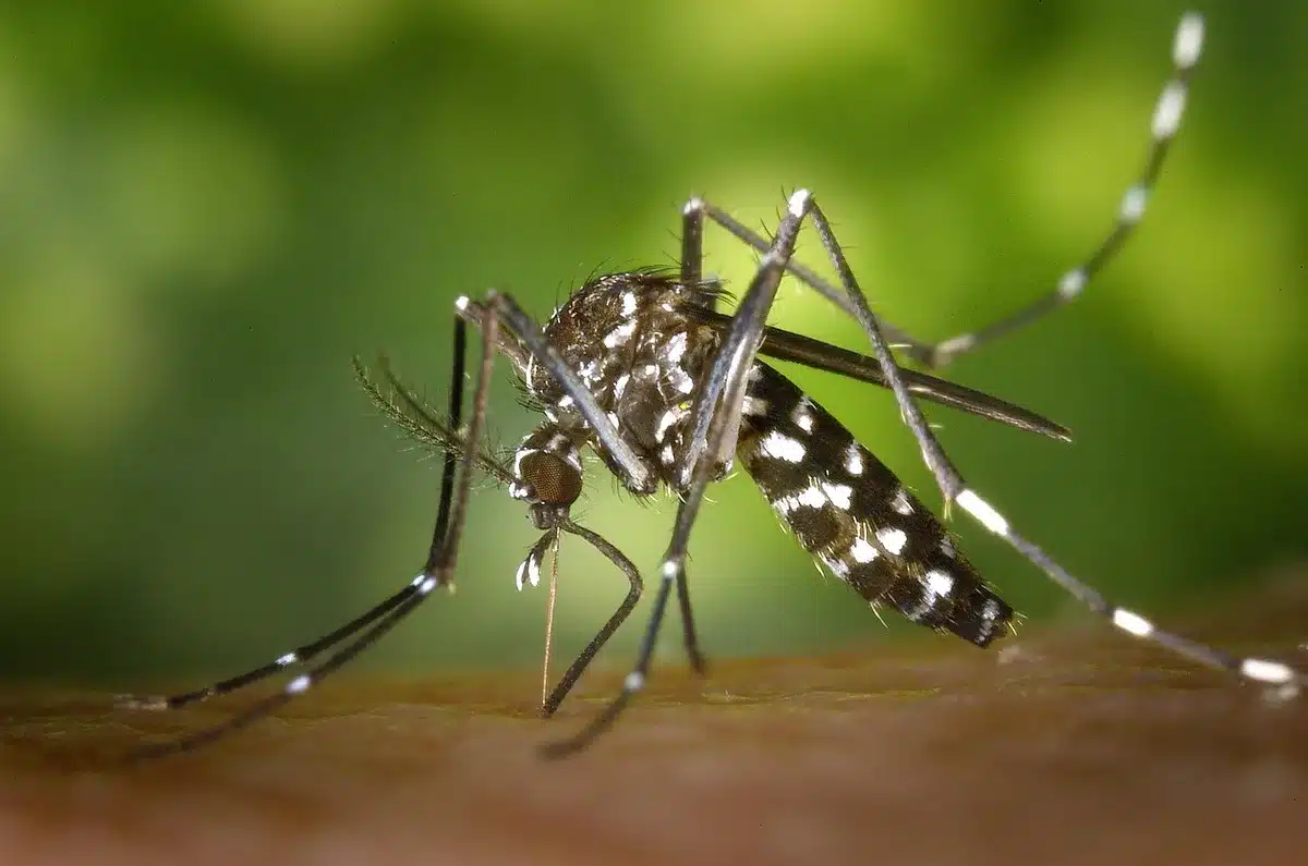 Moustique au repos dans une atmosph&egrave;re humide apr&egrave;s la pluie