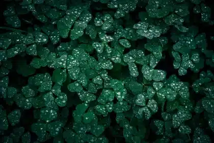 Jardin mouillé après une pluie avec petites flaques d'eau dans les objets oubliés
