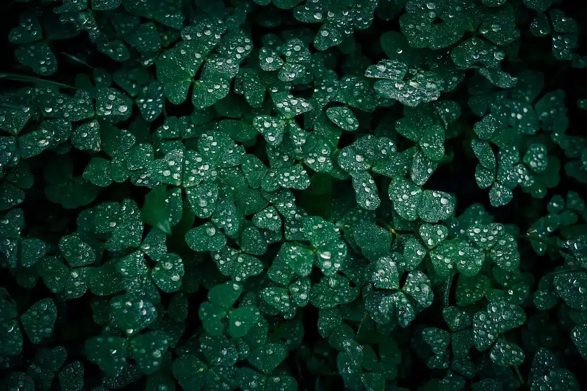 Jardin mouillé après une pluie avec petites flaques d'eau dans les objets oubliés