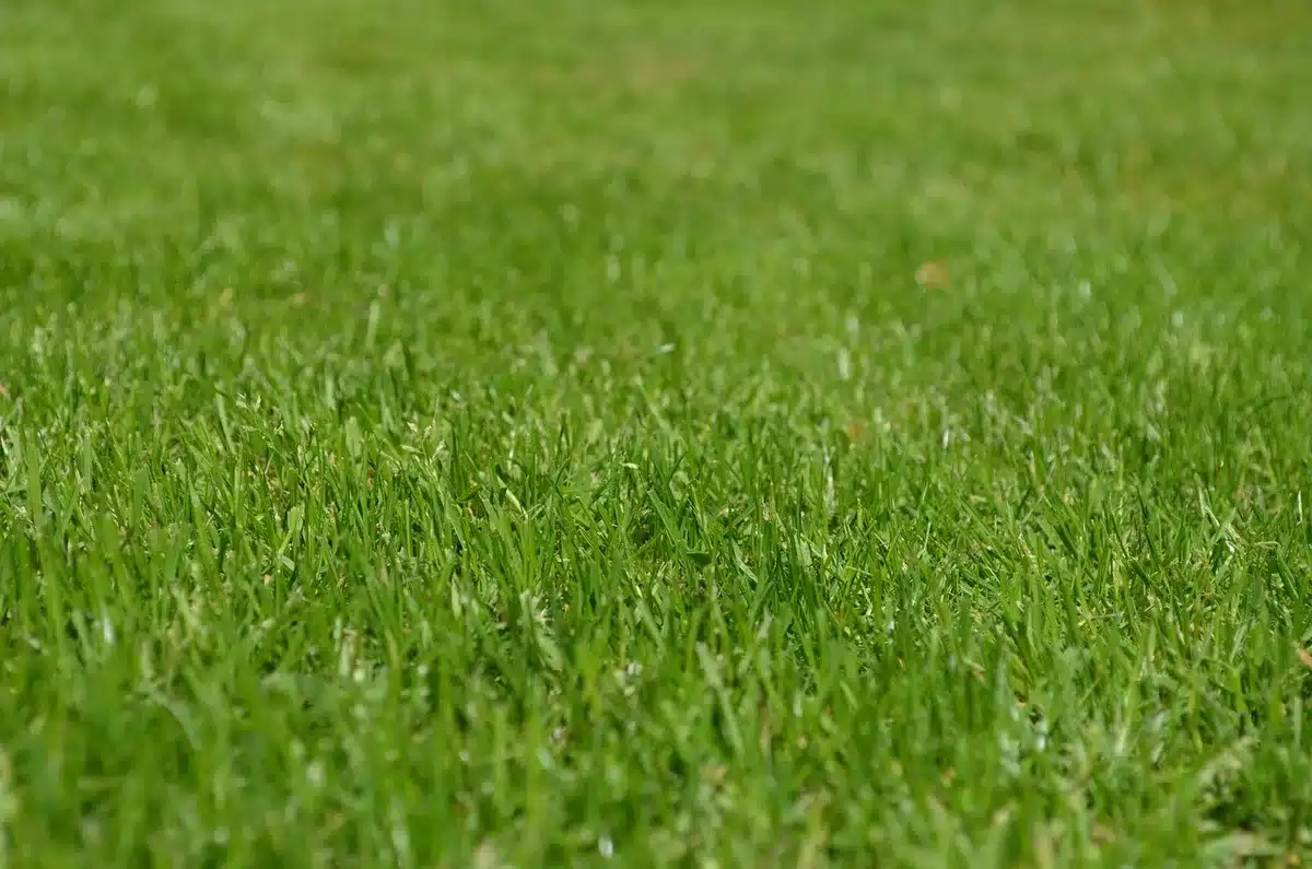 Pelouse partiellement couverte de feuilles sous des arbres en journée