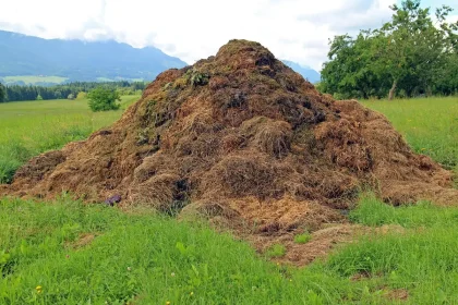 Pelouse en journée avec râteau et brouette, feuilles tombées et compost en arrière-plan